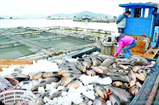 寒潮致饶平水产养殖损失惨重 名贵鱼类大量死亡