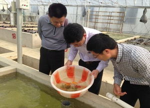 江苏苏州市新品种加州鲈鱼繁苗规模突破亿尾