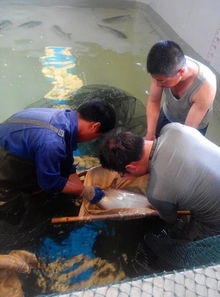 喜讯 南鱼北养,对接巴沙鱼中国时代 中捷罗非鱼养殖公司巴沙鱼种苗孵化成功